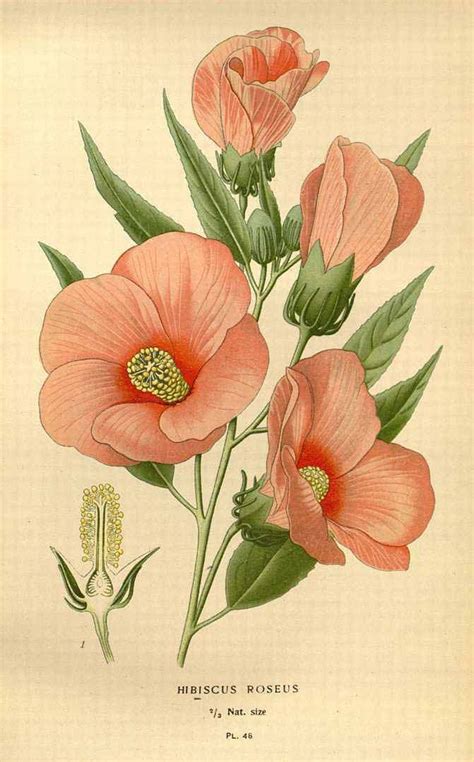 Hibiscus Vintage Print Flower Illustration Flower Art Vintage