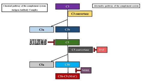 Activation Of The Complement System Via The Alternative Pathway Role