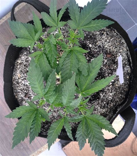 Burmese Kush Feminized Seeds For Sale Information And Reviews Herbies