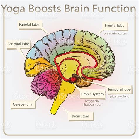 Brain Function Chart With Photos | Super brain yoga, Brain function, Brain yoga