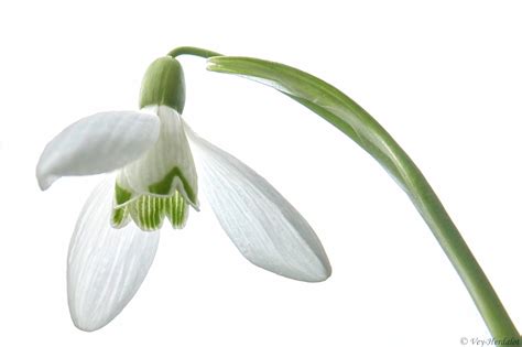 Das lässt dich die weißen stellen entsprechend der ausgewählten farbe ausmalen. Schneeglöckchen Innenleben (Forum für Naturfotografen)