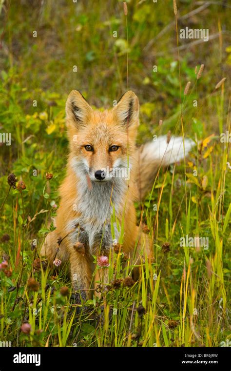 Red Fox Sitting Hi Res Stock Photography And Images Alamy