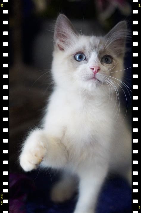 Check our guide and find russian blue kittens for sale! Ragdoll Kittens for Sale - Angelic Doll Face Ragdoll ...