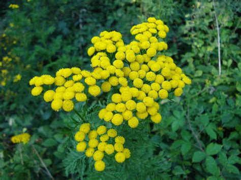 The database is searched for flowers that have all of the characteristics that you selected, so leave the search all option selected for any information that. Yellow Flowering Shrub Growing In France - Would Like Help ...