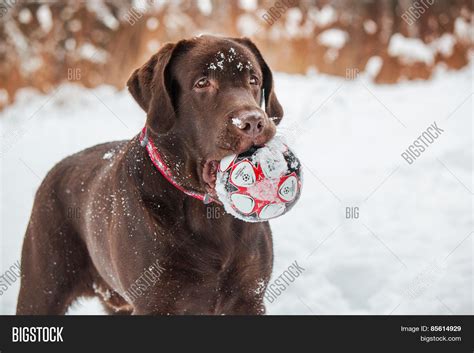 Chocolate Labrador On The Background Of A Winter Forest