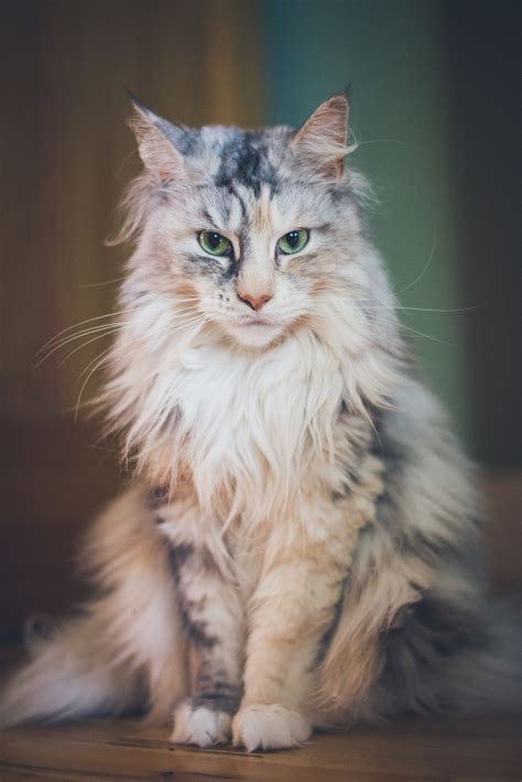 Why choose salty coons maine coon kittens? Épinglé par Marie-Claire G sur CHAT DE RACE | Beaux chats ...