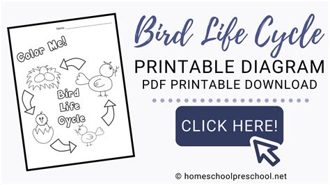 Printable Diagram Of The Life Cycle Of A Bird For Preschool