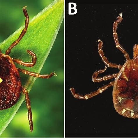 Female A And Male B Lone Star Ticks Amblyomma Americanum Image