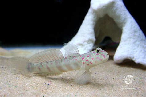 Pink Spotted Watchman Goby 1 By Leopardwolf On Deviantart