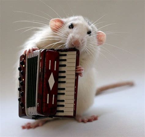 Rat Playing Musical Instruments 2 Rat Photos Pet Rats Rats