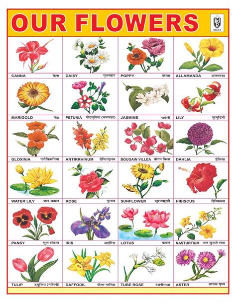 Flower Chart Google Search Flower Names Flower Chart Flowers Name List