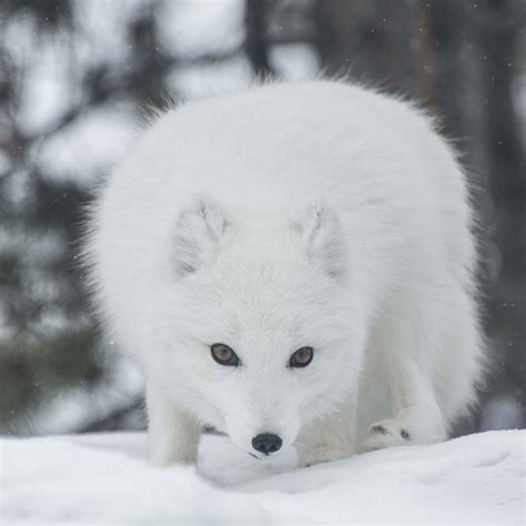 Cute But Tough The Arctic Fox Yukon Wildlife Preserve