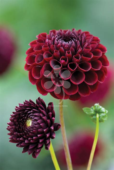 We did not find results for: Dahlia 'Jowey Mirella' | Dahlia flower arrangements ...