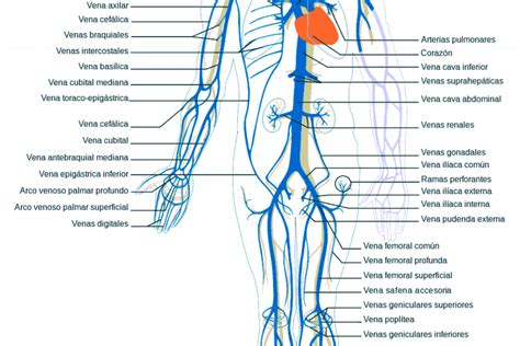 Sistema Venoso Anatomia