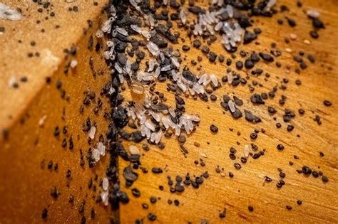 Bed Bugs Living In Wood Furniture And How To Remove Them