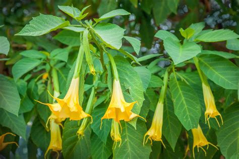 Giftige beeren und früchte stellen eine besondere gefahr, gerade für kinder dar. Giftige Pflanzen im Garten: Vorsicht vor diesen 43 Gewächsen!