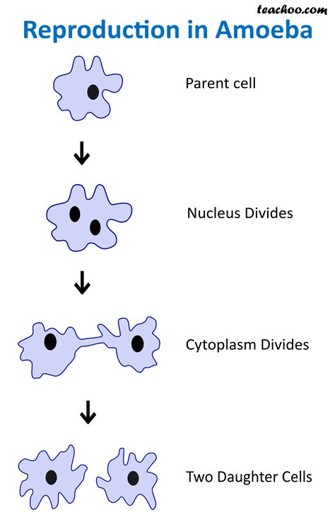 Asexual Reproduction Types