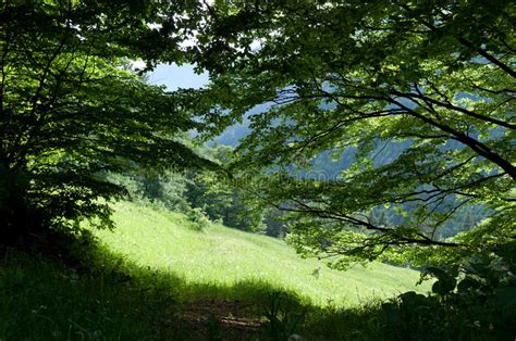 2745295 Green Forest Landscape Stock Photos Free And Royalty Free