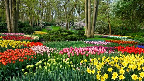 Wallpaper Garden Flowers Daffodils And Tulips 3840x2160