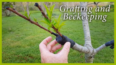 Beginners guide to multi grafting fruit trees in 10 steps. Fruit Tree Grafting and Beekeeping Updates: Good News ...
