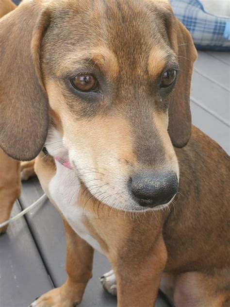 Redbone Coonhound Puppies For Sale | Lewiston, ME #311409