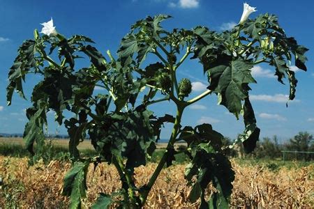 Así es el estramonio, también conocido como la burundanga. Plantas malditas Estramonio