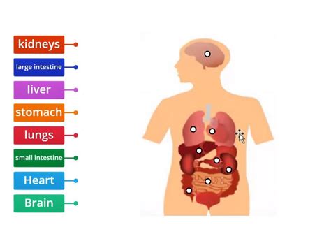 Human Body Main Internal Organs Grade 3 Labelled Diagram