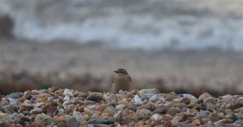 Birding The Selsey Peninsula 7th 9th October 2023