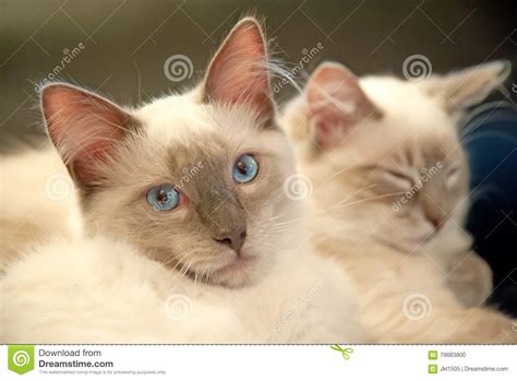 Two Cute Cats Stock Photo Image Of Couple Shoulder