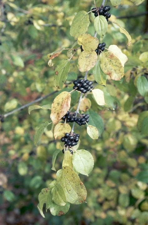 Invasive Plants In Wisconsin The Nature Conservancy