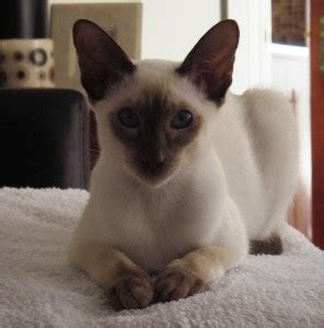 Seal point is the most traditional and most famous color of the thai. The Chocolate Point Siamese