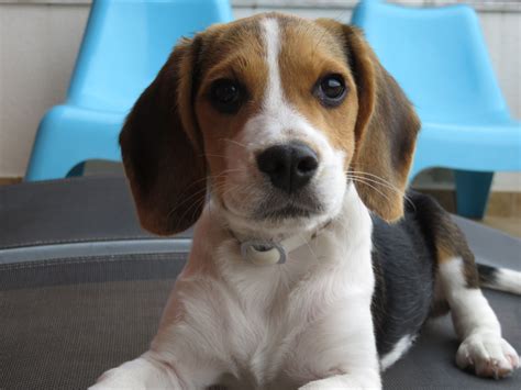 My Baby With Almost 5 Months Rbeagle In 2021 Cute Beagles Baby