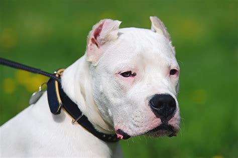 The Portrait Of A Young Dogo Argentino Dog With Cropped Ears Posing