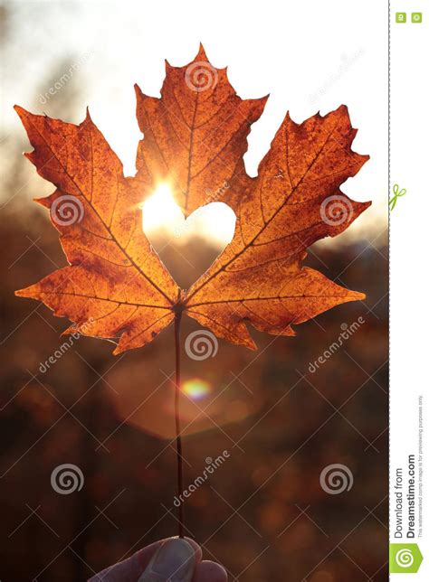 Love Symbol Heart Cutout On A Maple Leaf At Sunset Stock Photo Image