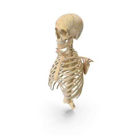 Various skeletal muscles are attached to the rib cage. Human Rib Cage Spine Female Skull Clavicle and Scapula ...