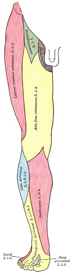 Genicular (superior, middle, inferior), common fibular/peroneal. Cutaneous nerves of the right lower extremity.