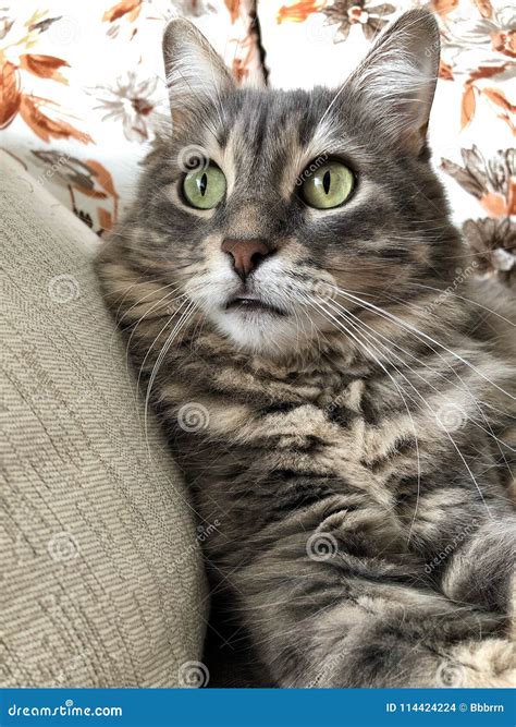 A Cute Gray Tabby Cat Stock Photo Image Of Kitty Tongue 114424224