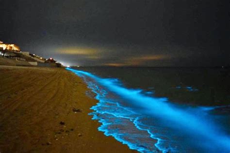 Bioluminescence Lights Up Beach Rocky Point