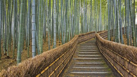 73 Wallpaper Bamboo