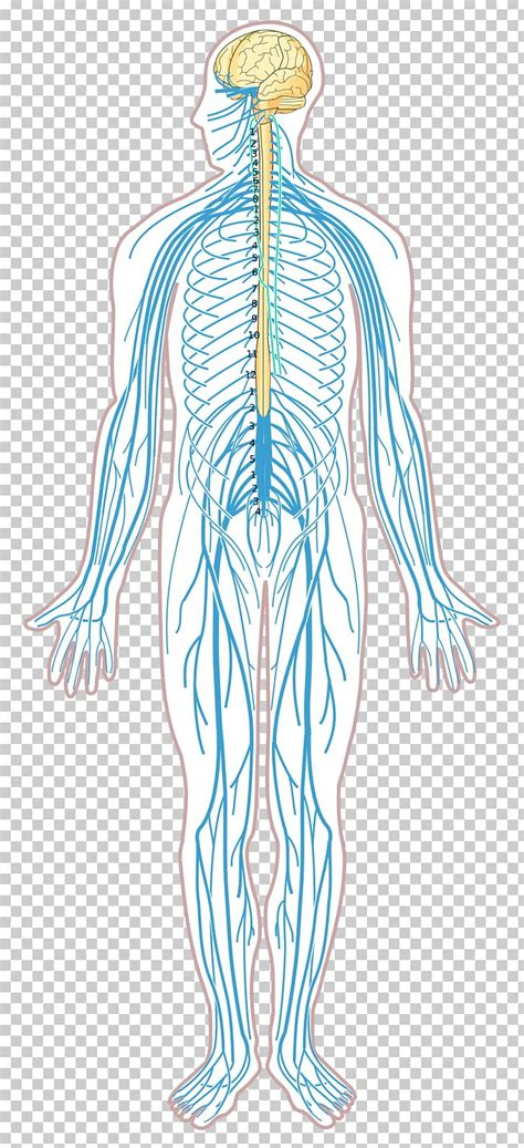 The central nervous system {science} homeschool lesson plan #centralnervoussystem #homeschool #nervoussystem #freehomeschoollessonplans. Nervous System Diagram - exatin.info
