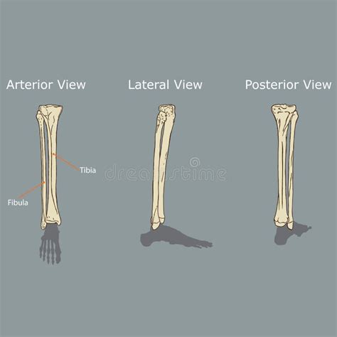 Tibia And Fibula Leg Bones Stock Vector Illustration Of Illustration