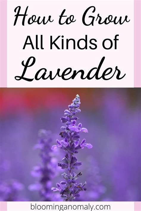 How To Grow All Kinds Of Lavender Artofit