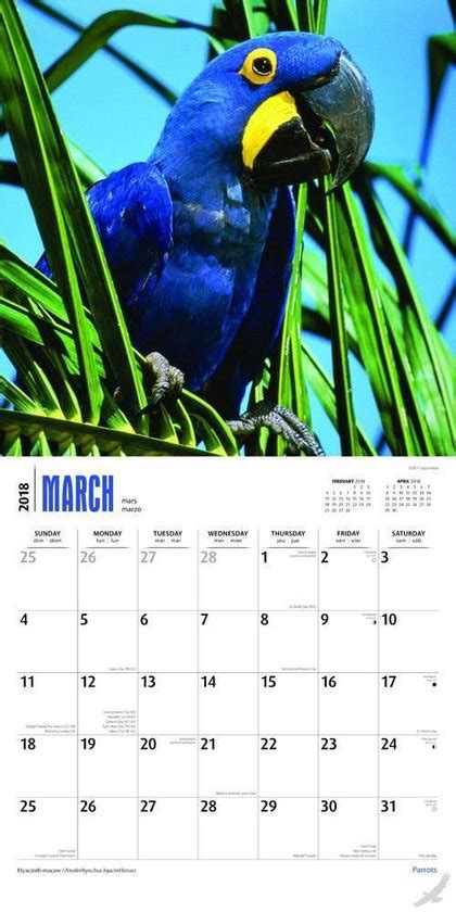 Parrots 2018 Wall Calendar