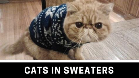 Cute And So Funny Cats Wearing Sweaters Youtube