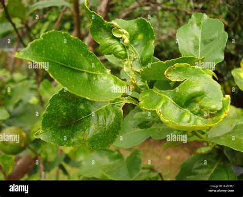 Lemon Tree Disease Images Captions Hunter