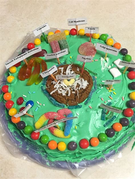 Edible Animal Cell Project Cell Model Project Plant C