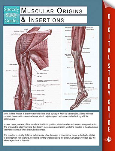 Muscular Origins And Insertions Speedy Study Guides Ebook Publishing