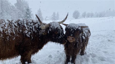 Scottish Highland Cattle In Finland Snowing Like Crazy Youtube