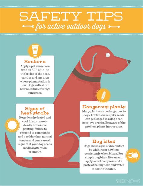 Keep Your Four Legged Loved One Safe Dog Care Tips Dog Training Tips