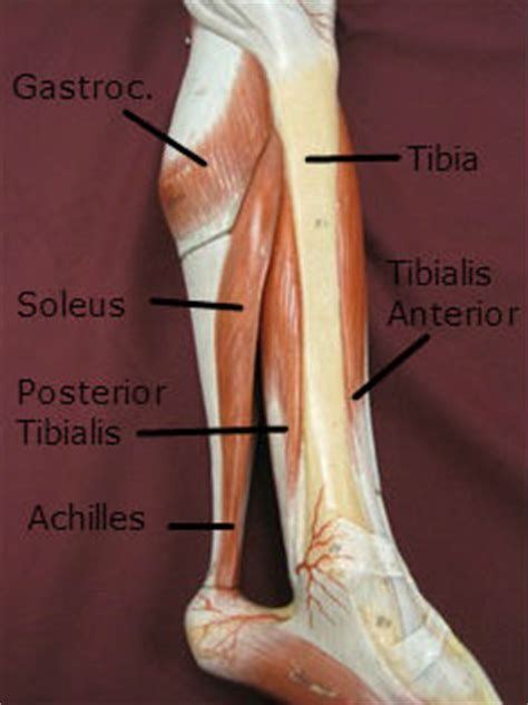 Leg Muscles Labeled Aandp2skinbone Human Anatomy And Physiology